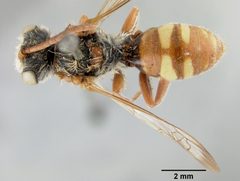 Nomada (Gnathias) bella callura by the Smithsonian. Used under a CC0 license.