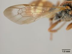 Nomada (Gnathias) bella callura by the Smithsonian. Used under a CC0 license.
