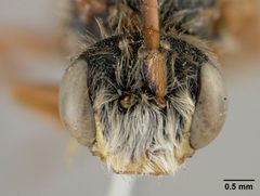 Nomada (Gnathias) bella callura by the Smithsonian. Used under a CC0 license.