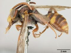 Nomada bethunei by the Smithsonian. Used under a CC0 license.