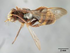 Nomada bethunei by the Smithsonian. Used under a CC0 license.