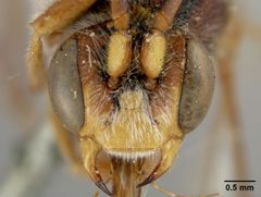 Nomada bethunei by the Smithsonian. Used under a CC0 license.