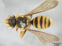 Nomada (Holonomada) edwardsii ?? by the Smithsonian. Used under a CC0 license.
