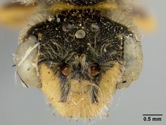 Nomada (Holonomada) edwardsii ?? by the Smithsonian. Used under a CC0 license.