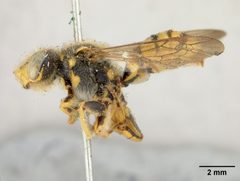 Nomada (Holonomada) edwardsii ?? by the Smithsonian. Used under a CC0 license.