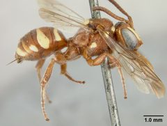 Nomada gutierreziae by the Smithsonian. Used under a CC0 license.