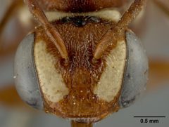 Nomada gutierreziae by the Smithsonian. Used under a CC0 license.