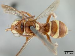 Nomada gutierreziae by the Smithsonian. Used under a CC0 license.