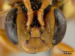 Nomada utahensis by the Smithsonian. Used under a CC0 license.