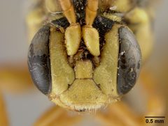 Nomada utahensis by the Smithsonian. Used under a CC0 license.