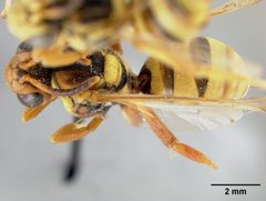 Nomada utahensis by the Smithsonian. Used under a CC0 license.