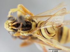 Nomada utahensis by the Smithsonian. Used under a CC0 license.