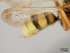 Nomada utahensis by the Smithsonian. Used under a CC0 license.