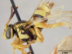 Nomada utahensis by the Smithsonian. Used under a CC0 license.