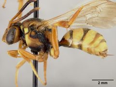 Nomada utahensis by the Smithsonian. Used under a CC0 license.