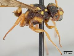 Nomada (Micronomada) vegana var. nitiscens by the Smithsonian. Used under a CC0 license.