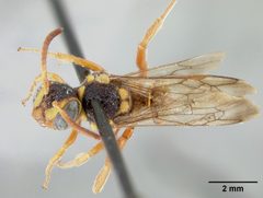 Nomada (Micronomada) vegana var. nitiscens by the Smithsonian. Used under a CC0 license.