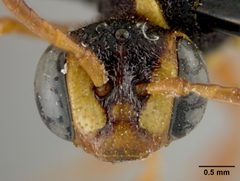 Nomada (Micronomada) vegana var. nitiscens by the Smithsonian. Used under a CC0 license.