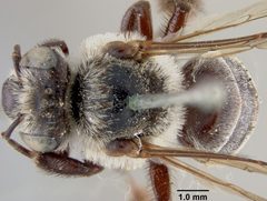 Ptilothrix heterochroa by the Smithsonian. Used under a CC0 license.
