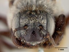 Ptilothrix heterochroa by the Smithsonian. Used under a CC0 license.