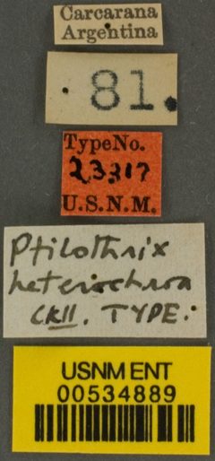 Ptilothrix heterochroa by the Smithsonian. Used under a CC0 license.