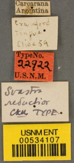 Svastra reductior by the Smithsonian. Used under a CC0 license.