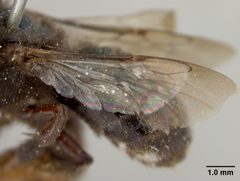 Svastra reductior by the Smithsonian. Used under a CC0 license.