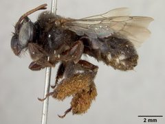 Svastra reductior by the Smithsonian. Used under a CC0 license.