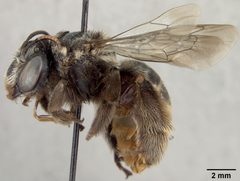 Svastra sapucacensis by the Smithsonian. Used under a CC0 license.