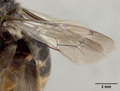 Svastra sapucacensis by the Smithsonian. Used under a CC0 license.