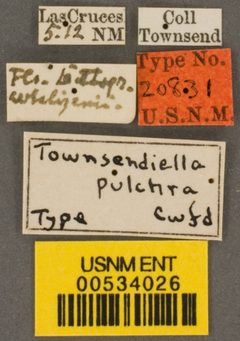 Townsendiella pulchra by the Smithsonian. Used under a CC0 license.