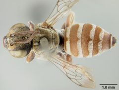 Townsendiella pulchra by the Smithsonian. Used under a CC0 license.