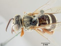 Triepeolus denverensis by the Smithsonian. Used under a CC0 license.