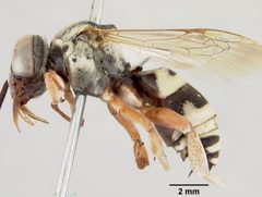 Triepeolus denverensis by the Smithsonian. Used under a CC0 license.