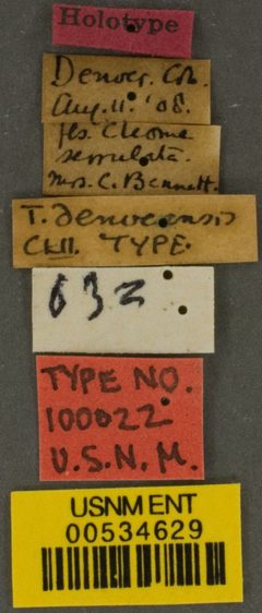 Triepeolus denverensis by the Smithsonian. Used under a CC0 license.