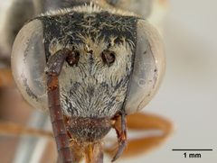 Triepeolus denverensis by the Smithsonian. Used under a CC0 license.