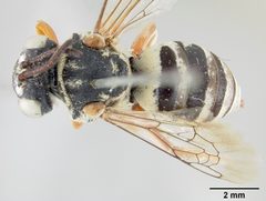 Triepeolus grindeliae by the Smithsonian. Used under a CC0 license.