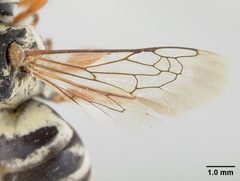 Triepeolus grindeliae by the Smithsonian. Used under a CC0 license.