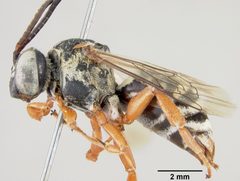 Triepeolus grindeliae by the Smithsonian. Used under a CC0 license.