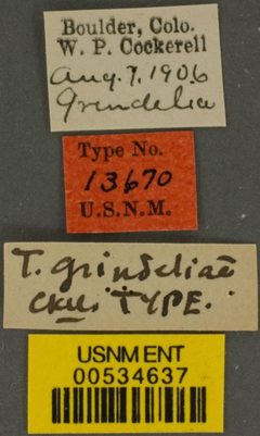 Triepeolus grindeliae by the Smithsonian. Used under a CC0 license.