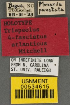 Triepeolus quadrifasciatus atlanticus by the Smithsonian. Used under a CC0 license.