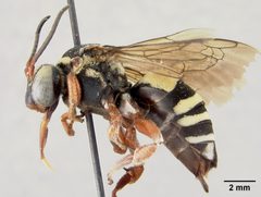 Triepeolus quadrifasciatus atlanticus by the Smithsonian. Used under a CC0 license.