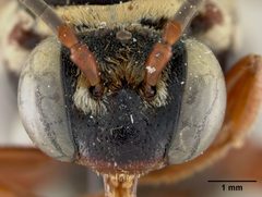 Triepeolus quadrifasciatus atlanticus by the Smithsonian. Used under a CC0 license.