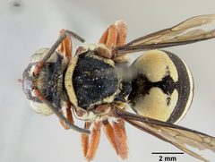 Triepeolus quadrifasciatus atlanticus by the Smithsonian. Used under a CC0 license.