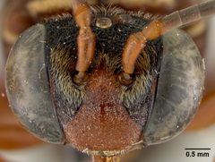 Triepeolus rufithorax by the Smithsonian. Used under a CC0 license.