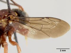 Triepeolus rufithorax by the Smithsonian. Used under a CC0 license.