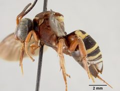 Triepeolus rufithorax by the Smithsonian. Used under a CC0 license.