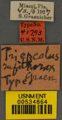 Triepeolus rufithorax by the Smithsonian. Used under a CC0 license.