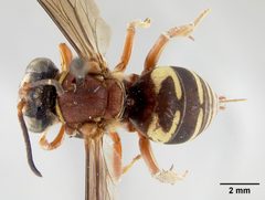 Triepeolus rufithorax by the Smithsonian. Used under a CC0 license.