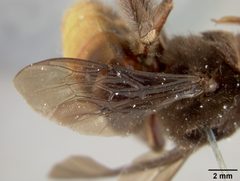 Xenoglossa dugesi by the Smithsonian. Used under a CC0 license.